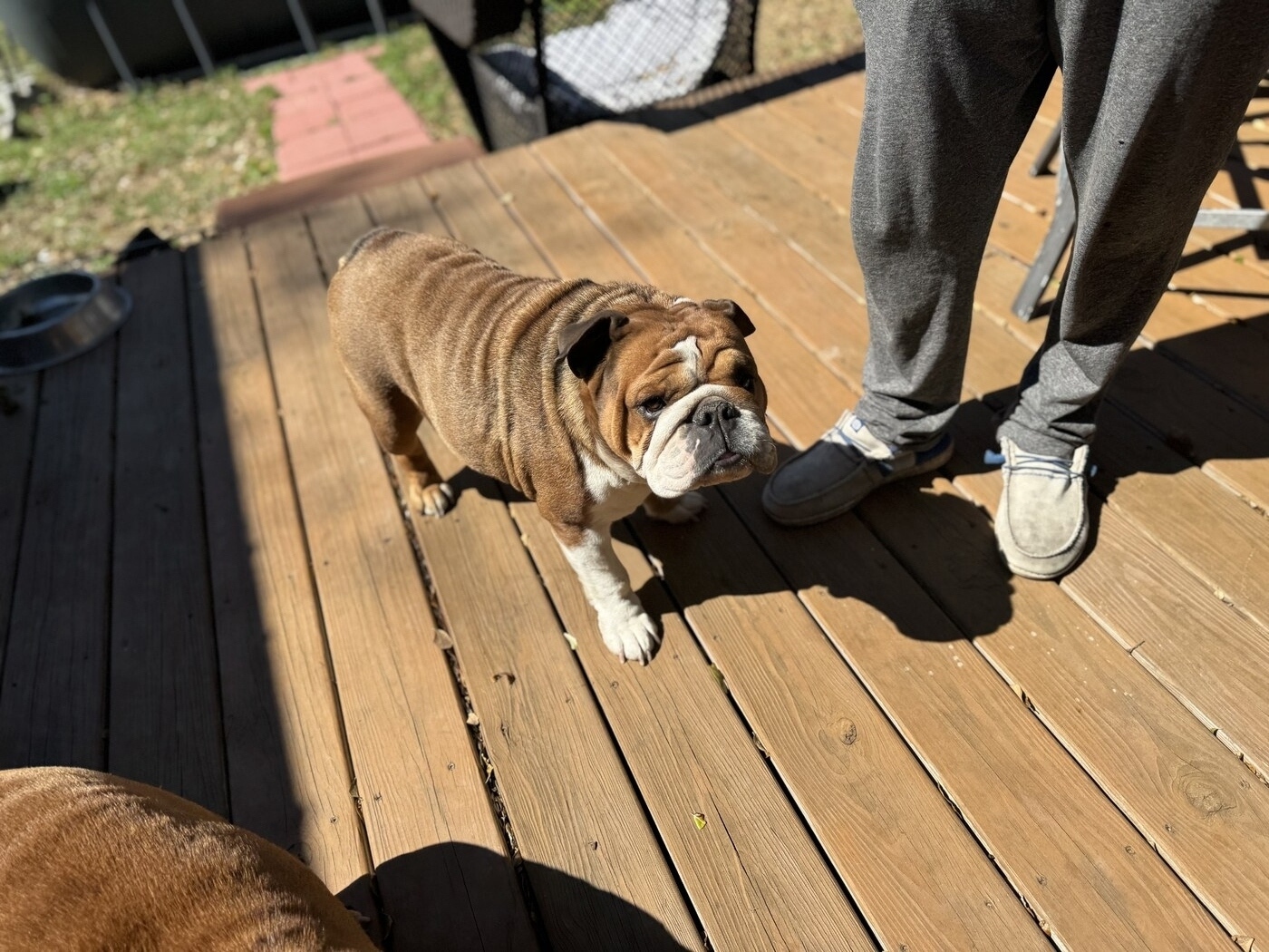 REINA (Reina Reina Bo Beina)