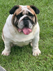 Love That Bulldog's Finnegan Hicland (Finnegan)