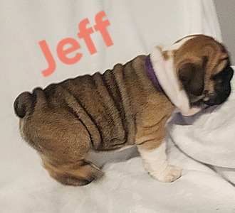 Jeff ($3500)