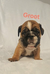 Groot ($3000)