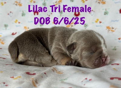 Lilac tri girl