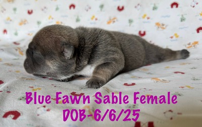 Blue Fawn Sable Girl