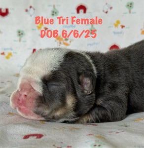 (Reserved) blue tri girl