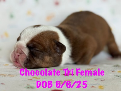 Chocolate tri girl