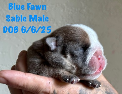 Blue Fawn Sable