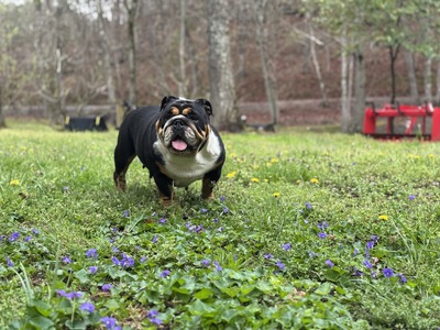 Love That Bulldog Sahara (Sahara)
