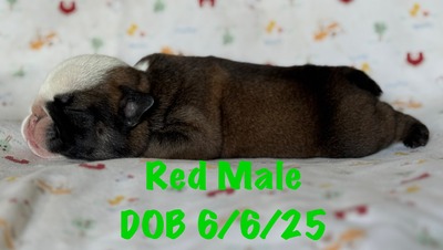 Red male