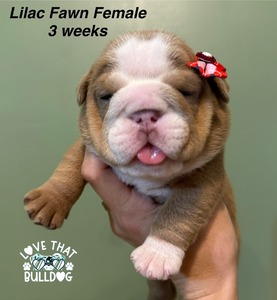 Lilac Fawn girl (Reserved)