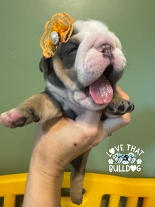(Reserved) blue tri girl