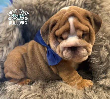Blue Fawn Sable Boy