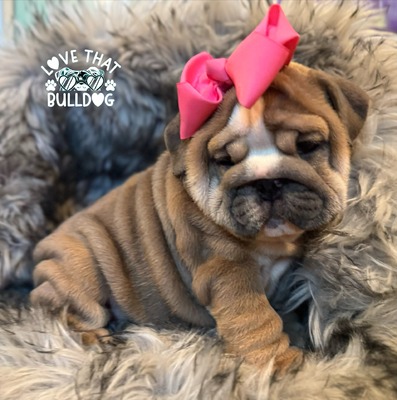 Blue Fawn Girl