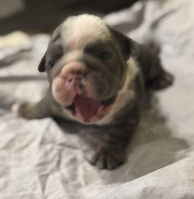 Bluey Blue Tri Male (Bluey)