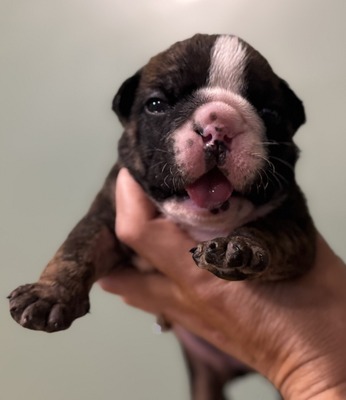 Brindle Male