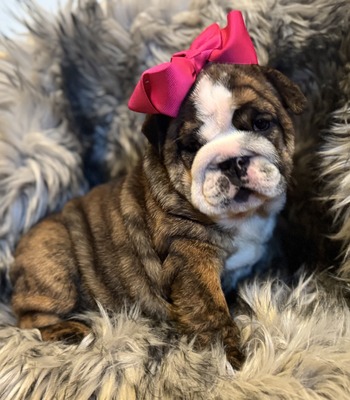 Darla brindle