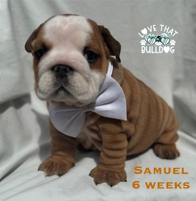 Samuel