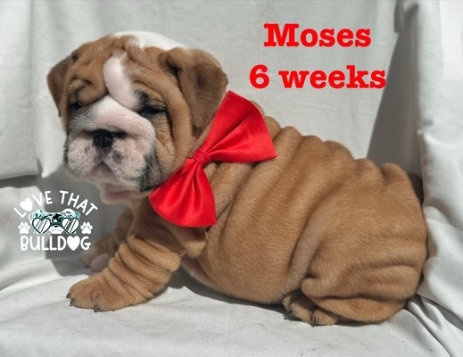 Moses