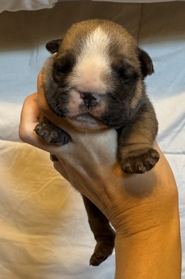 Penelope (Pink)
