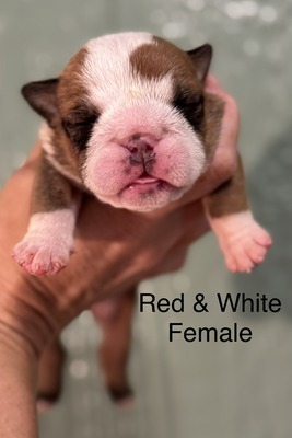 Red & White Girl