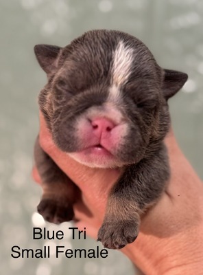 Blue Tri Female Small