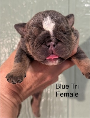 Blue Tri Female