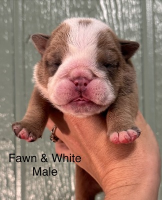 Fawn & White Male