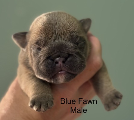Blue Fawn Male