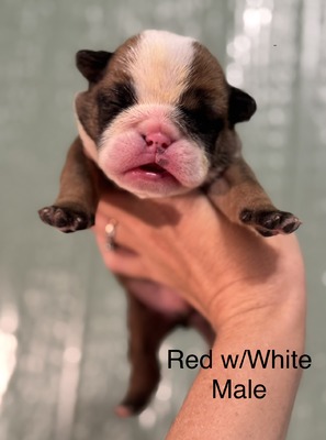 Red & White Boy