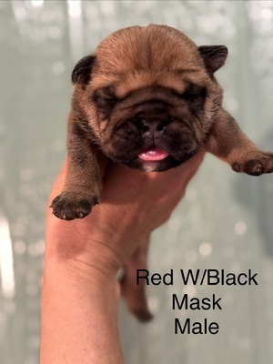 Red W/Black Mask Male