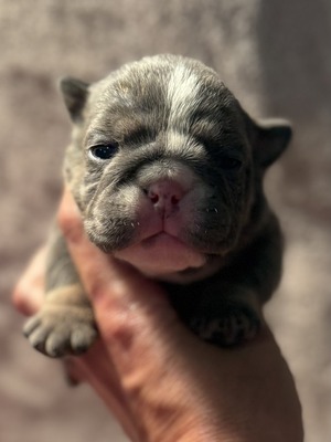 Blue Tri Female Small