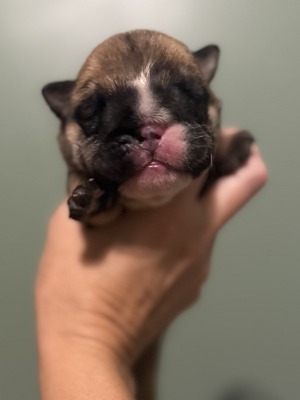 Miss Piggie (Pink collar)