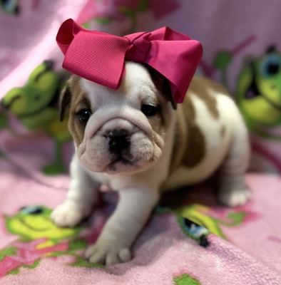MooMoo (Maroon collar)
