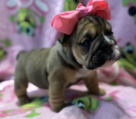 Miss Piggie (Pink collar)