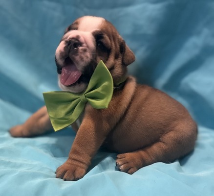 Mac (Green collar)