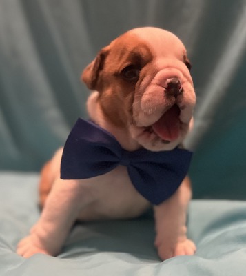 Donald (Dark Blue collar)