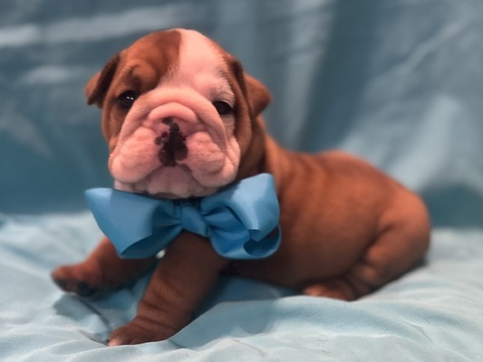 Eio (Light Blue collar)