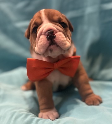 Roo (Orange collar)
