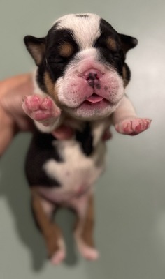 Black Tri Male (Grey Collar)