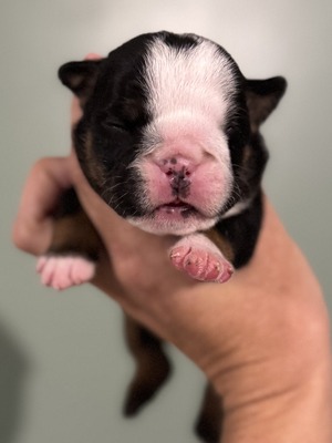 Black Tri Female