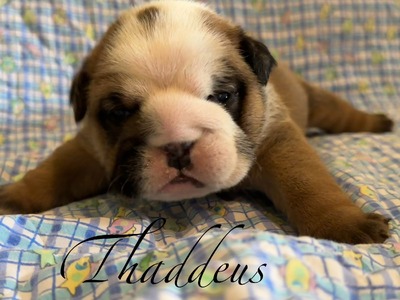 Thaddeus - SOLD