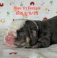(Reserved) blue tri girl