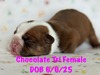 Chocolate tri girl