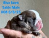 Blue Fawn Sable