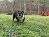 Love That Bulldog Sahara (Sahara)