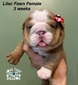 Lilac Fawn girl (Reserved)