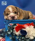 Blue Fawn Sable Boy