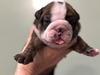 Brindle Girl