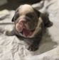 Bluey Blue Tri Male (Bluey)