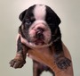 Black Tri Male