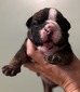 Brindle Male