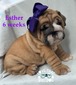 Ester